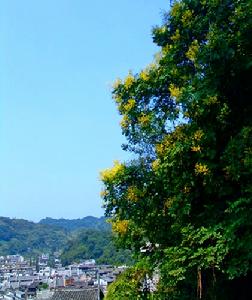 南華山國家森林公園