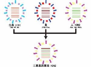 （圖）H1N1亞型豬流感病毒