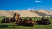 蒙古國中戈壁省國家公園的駱駝