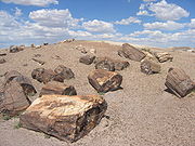 （圖）石化木材石化木材