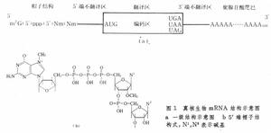 信使核糖核酸