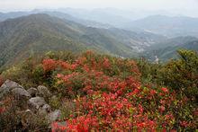 芹山主峰上