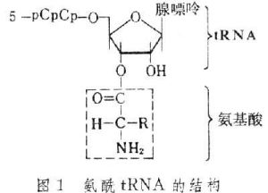 蛋白質生物合成