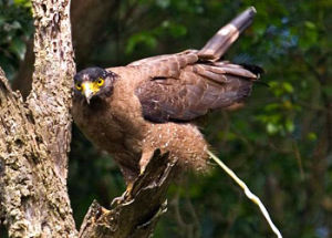 蛇雕（冠蛇雕）Spilornis cheela