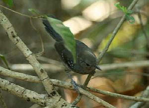 馬托蟻鳥