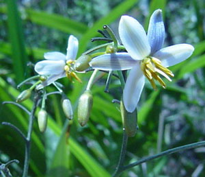 山貓兒山菅蘭