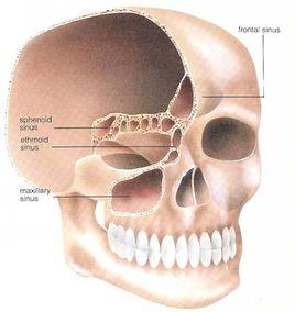 面顱骨頦隆凸