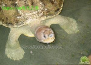 鹹水泥彩龜