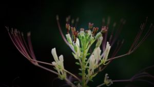 美麗白花菜