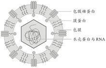 登革病毒的結構