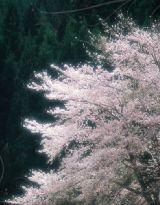 平安京之風舞夏櫻