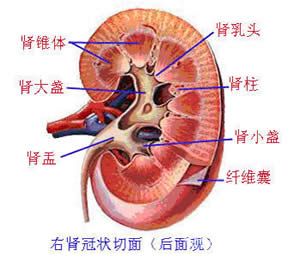 慢性反流性腎病