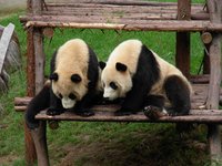 雲南野生動物園