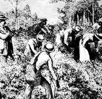 美國種植園奴隸制