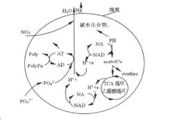 反硝化