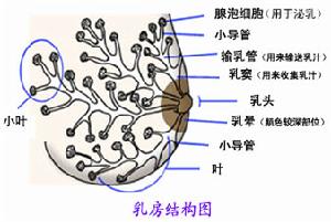 習慣性流產