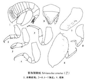 裝飾裂腿戎