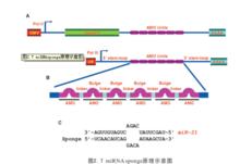 micro RNA