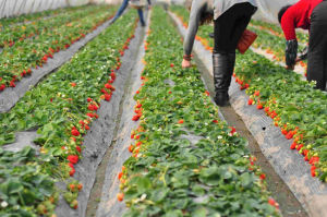 多利農莊有機草莓