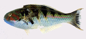 鞍斑錦魚