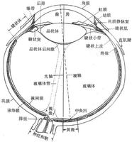 視覺器官