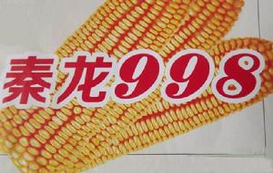 秦龍998