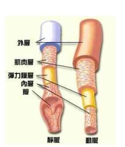 靜脈瓣