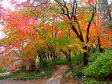 南京中山植物園