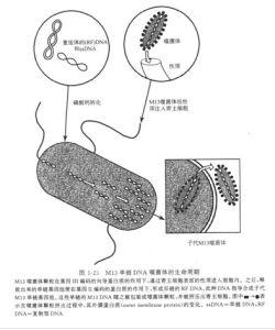 單鏈噬菌體