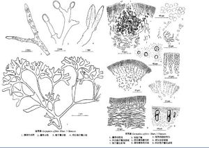 盾果藻