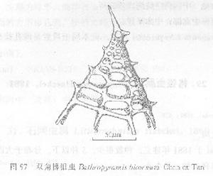 雙角梯錐蟲