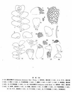 假肋疣鱗苔