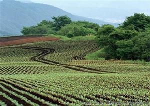 黃坪鄉[雲南省昭通市永善縣]