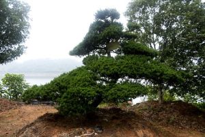 遠泉西郊森林公園