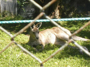 惠靈頓動物園