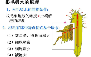 吸收作用