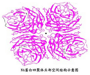 神經氨酸酶NA