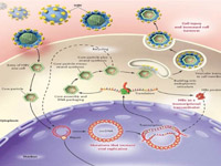 肝細胞免疫逆轉療法