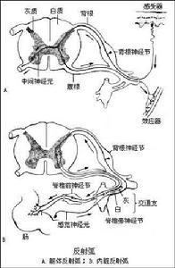 反射弧