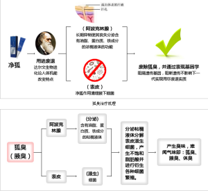 淨狐腋臭霜作用機理