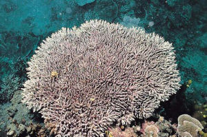 深場鹿角珊瑚