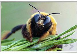 黃胸木蜂