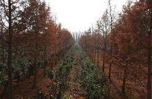 東台黃海森林公園高清大圖