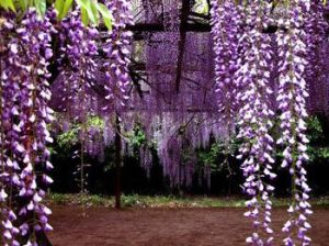 紫藤蘿瀑布