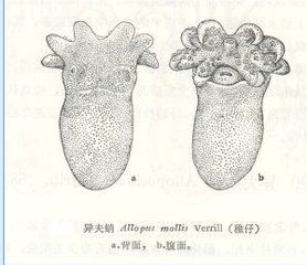 異夫蛸