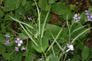 毛果諸葛菜（變種）