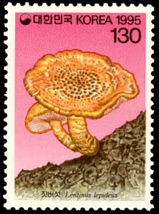 Lentinus lepideus Fr