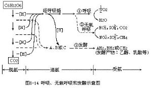 （圖）無氧呼吸