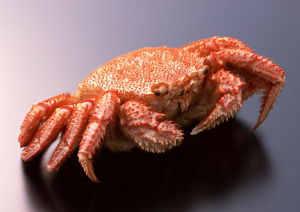 （圖）螃蟹