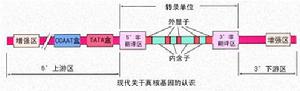 真核基因組